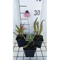 GRDplanten 6x Zonnehoed - Echinacea angustifolia | pot 9 x 9 cm