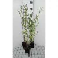 GRDplanten 6x Schijnaster - Boltonia asteroides 'Snowbank' | 9x9 cm pot