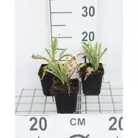 GRDplanten 6x Oosterse papaver - Papaver or. 'Prinz. Viktoria Louise' | 9x9 cm pot