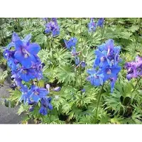 GRDplanten 6x Ridderspoor - Delphinium (b) 'Piccolo' | 9x9 cm pot