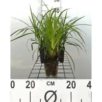 GRDplanten 6x Zegge - Carex morr. Irish Green" | 9x9 cm pot