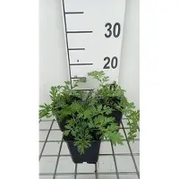 GRDplanten 6x Margriet - Tanacetum (c) 'Robinson's Rose' | 9x9 cm pot