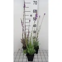 GRDplanten 6x Linaria - Linaria purpurea | 9x9 cm pot