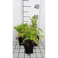 GRDplanten 6x Margriet - Tanacetum parthenium | 9x9 cm pot