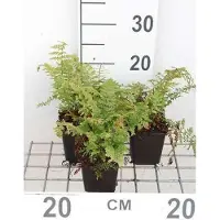 GRDplanten 6x Zachte Naaldvaren 'Proliferum', Broedvaren , Australische Broedvaren, - Polystichum set. 'Proliferum' | 9x9 cm pot