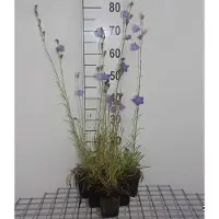 GRDplanten 6x Klokje - Campanula pers. 'Grandiflora Coerulea' | 9x9 cm pot
