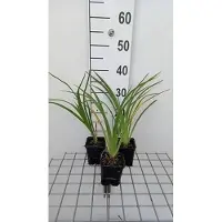 GRDplanten 6x Daglelie - Hemerocallis hybr. 'El desperado' | 9x9 cm pot