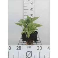 GRDplanten 6x Funkia - Hosta sieb. 'Elegans' | 9x9 cm pot