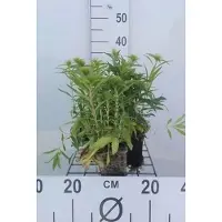 GRDplanten 6x Grasanjer - Dianthus barb. Indianer Teppich' | 9x9 cm pot