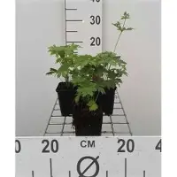 GRDplanten 6x Ooievaarsbek - Geranium sylv. 'Mayflower' | 9x9 cm pot