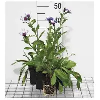 GRDplanten 6x Korenbloem - Centaurea mont. 'Coerulea' | 9x9 cm pot