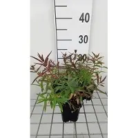 GRDplanten 6x Kattenstaart - Lythrum sal. 'Zigeunerblut' | 9x9 cm pot