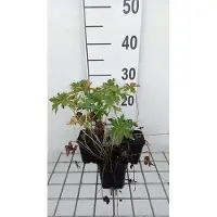 GRDplanten 6x Ooievaarsbek - Geranium prat. 'Splish Splash' | 9x9 cm pot