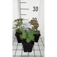 GRDplanten 6x Vetkruid - Sedum hybr. 'Matrona' | 9x9 cm pot