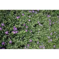 GRDplanten 6x Aster - Aster thomsonii | 9x9 cm pot