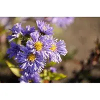 GRDplanten 6x Aster - Aster n.b. 'Marie Ballard' | 9x9 cm pot