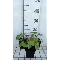 GRDplanten 6x Elfenbloem - Epimedium pubigerum | 9x9 cm pot