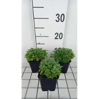 GRDplanten 6x Blauwkussen - Aubrieta hybr. 'Bressingham Red' | 9x9 cm pot