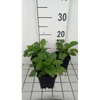 GRDplanten 6x Zonnehoed - Rudbeckia triloba 'Prairie Glow' | 9x9 cm pot