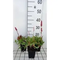 GRDplanten 6x Duizenknoop - Persicaria aff. 'Dimity' | 9x9 cm pot