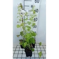 GRDplanten 6x Klokje - Campanula latifolia 'Macrantha Alba' | 9x9 cm pot