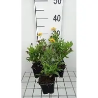 GRDplanten 6x Zonnekruid - Helenium hybr. 'Double Trouble' | 9x9 cm pot