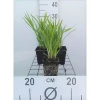 GRDplanten 6x Lampepoetser - Liatris spic. 'Kobold' | 9x9 cm pot