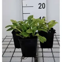 GRDplanten 6x Pulmonaria - Pulmonaria ang. 'Azurea' | 9x9 cm pot