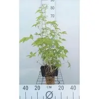 GRDplanten 6x Mourasspirea - Filipendula purp. 'Elegans' | 9x9 cm pot