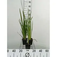 GRDplanten 6x lis - Iris pseudacorus | 9x9 cm pot