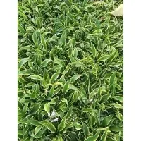 GRDplanten 6x Funkia - Hosta hybr. 'Wolverine' | 9x9 cm pot