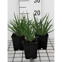 GRDplanten 6x Blauwogengras - Sisyrinchium angustifolium | 9x9 cm pot