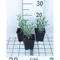 GRDplanten 6x Blauwspirea - Perovskia atripl. 'Little Spire' | 9x9 cm pot