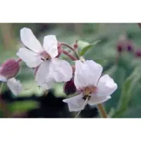 GRDplanten 6x Ooievaarsbek - Geranium cantabrigiense 'Biokovo' | 9x9 cm pot