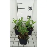 GRDplanten 6x Pois de senteurin - Lathyrus lat. 'Pink Pearl' | pot de 9 x 9 cm