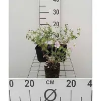 GRDplanten 6x Ooievaarsbek - Geranium sang. 'Striatum' | 9x9 cm pot
