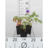 GRDplanten 6x Ooievaarsbek - Geranium hybr. 'Blue Blood' | 9x9 cm pot