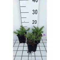 GRDplanten 6x Vlambloem - Phlox (s) 'Purple Beauty' | 9x9 cm pot