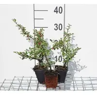 GRDplanten 12x Dwergmispel - Cotoneaster suec. 'Coral Beauty' | 9x9 cm pot