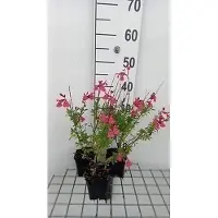 GRDplanten 6x Struiksalie - Salvia greggii 'Lipstick' | 9x9 cm pot