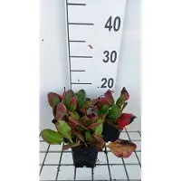 GRDplanten 6x Schoenlappersplant - Bergenia hybr. 'Ouverture' | 9x9 cm pot