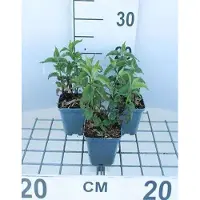 GRDplanten 6x Bergamotplant - Monarda hybr. 'Scorpion' | 9x9 cm pot