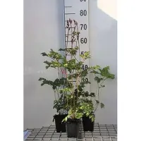 GRDplanten 6x Pluimspirea - Astilbe chin. 'Superba' | 9x9 cm pot
