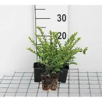 GRDplanten 12x Chinese Kamperfoelie - Lonicera nit. 'Maigruen' | 9x9 cm pot