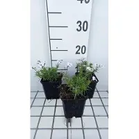 GRDplanten 6x Vlambloem - Phlox (s) 'Bavaria' | 9x9 cm pot