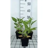 GRDplanten 6x Zonnehoed - Echinacea purp. Lakota Red' | pot 9 x 9 cm