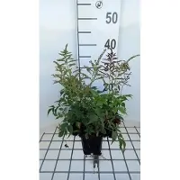 GRDplanten 6x Pluimspirea - Astilbe (j) 'Gladstone' | 9x9 cm pot