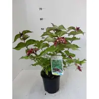 GRDplanten 6x Fazantenbes - Leycesteria formosa | 9x9 cm pot