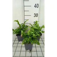 GRDplanten 6 x *Asplenium scol.* 'Cristata' - Kam-tongvaren - pot van 9 x 9 cm