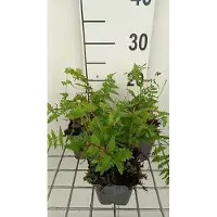 GRDplanten 6x Moerasvaren - Thelypteris palustris ( dryopteris pal.) | 9x9 cm pot